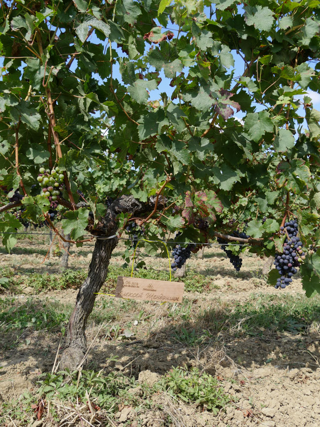 Виноградник на урожай